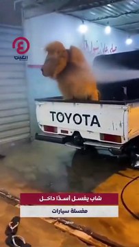 Il lave son lion au car wash... oui oui, un lion