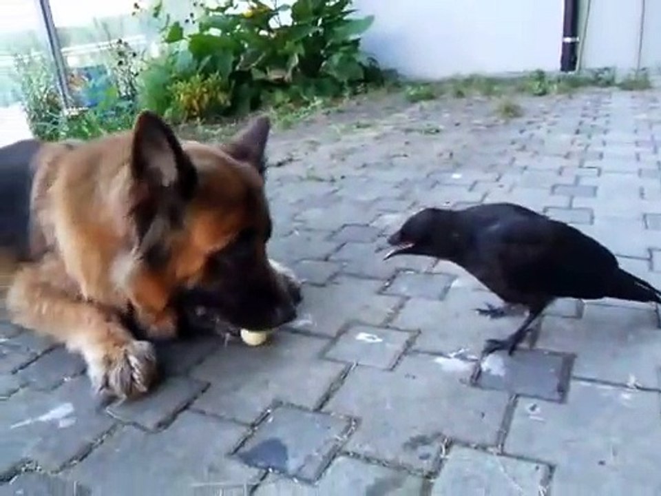 Un corbeau joue avec un chien à la baballe