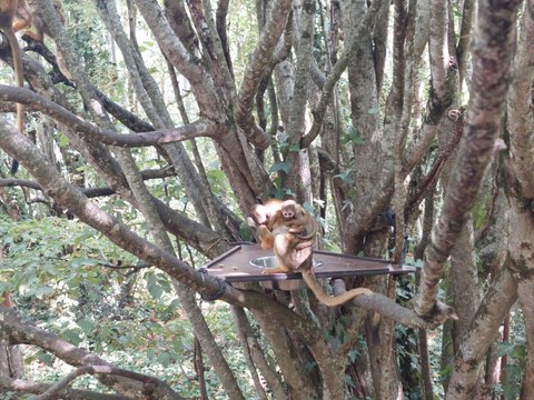 Les saïmiris de la vallée des singes