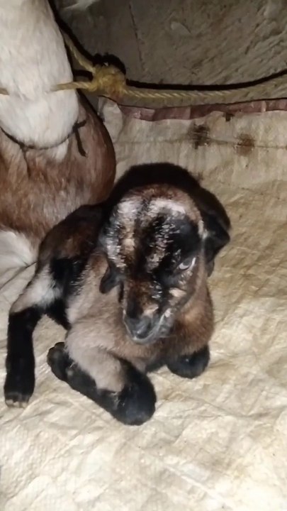 Goat 2 Cute Baby Goat