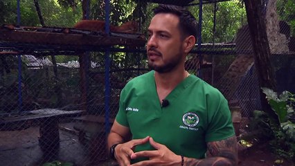 Filhote raro de puma albino nasce na Nicarágua