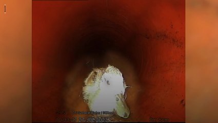 Watch duck waddle through sewer pipe in Bristol as workmen get surprise on routine inspection