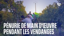 Dans le Bordelais, les vignerons s'organisent face à la pénurie de main d'œuvre pour les vendanges