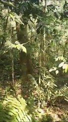 Lobo-guará decide fazer 'visitinha' ao Batalhão de Polícia Militar de Campo Mourão