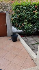Cat Fetches Stick Like a Dog