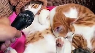 Funny _ Cute Cats Compilation (TikTok) _shorts --(720P_HD)