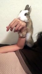 Bunny Tries To Steal Man's Girlfriend