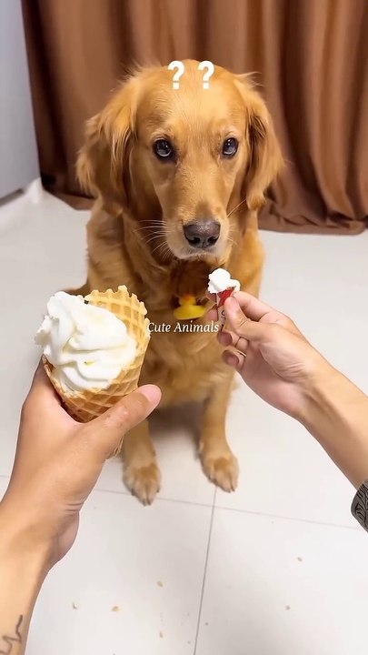 Funniest Animal videos of the Day ----_110  _cat _funny _dog(720P_HD)