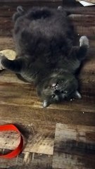 Big Kitty Sleeps With One Eye Open