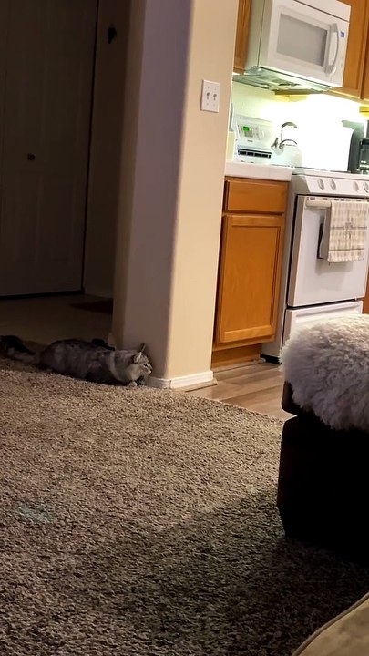 This Is What Its Like Having Two Cats