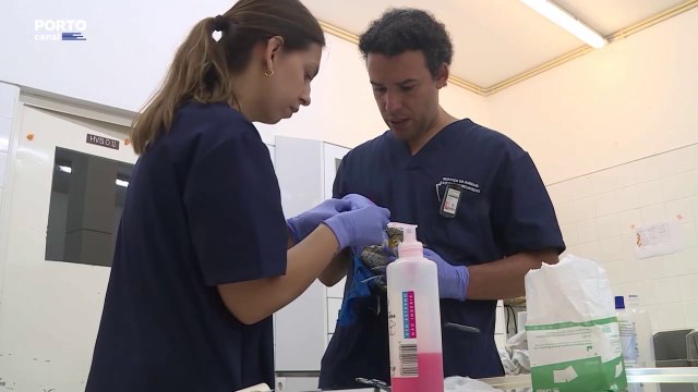 Hospital veterinário da UTAD já tratou mais de 3500 animais