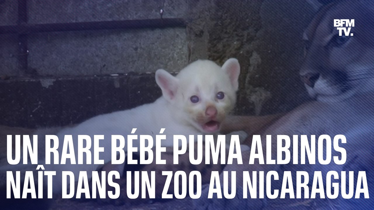 Un bébé puma albinos naît dans un zoo au Nicaragua - Vidéo Dailymotion