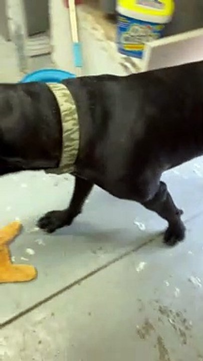 Dogs Demonstrate Just How Many Feathers are in a King Size Pillow