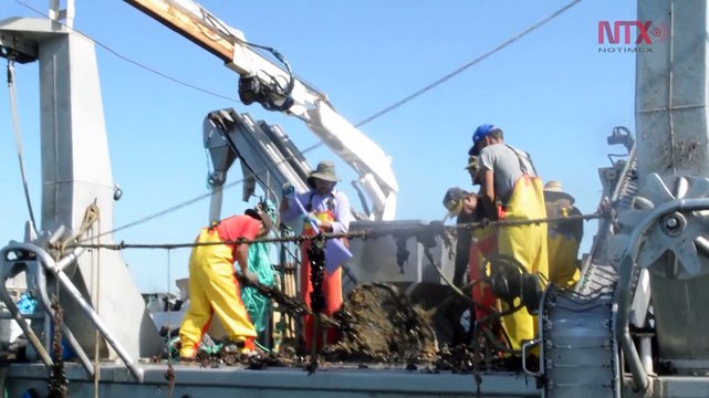 Prohíben venta y consumo de mariscos en concha para evitar riesgos sanitarios en Baja California