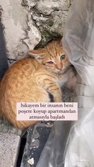 Şiddet Görmüş Bir Kedinin Tekrardan Hayata Döndürülüşü