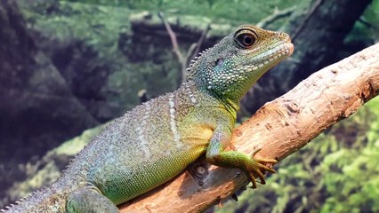 Jardines urbanos y biodiversidad: Fomentando la vida silvestre en entornos urbanizados