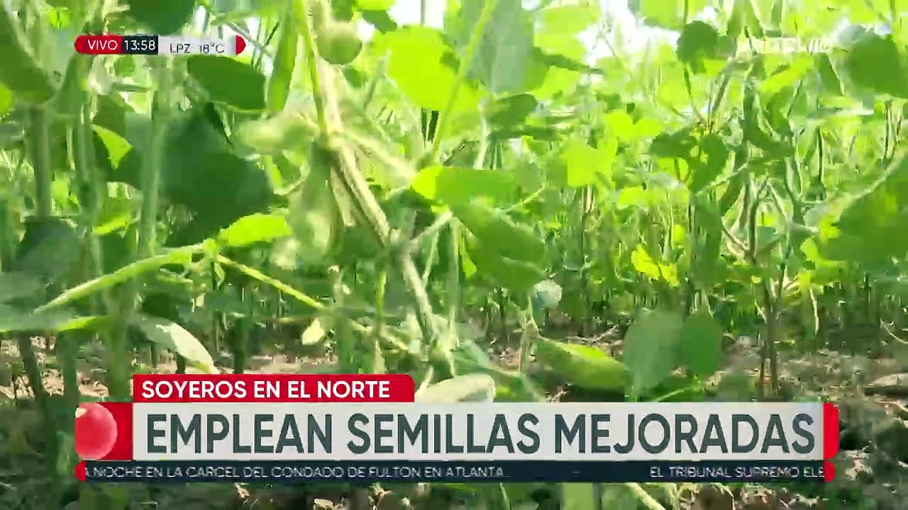 En el Norte Integrado cruceño ya hacen pruebas con semillas genéticamente mejoradas