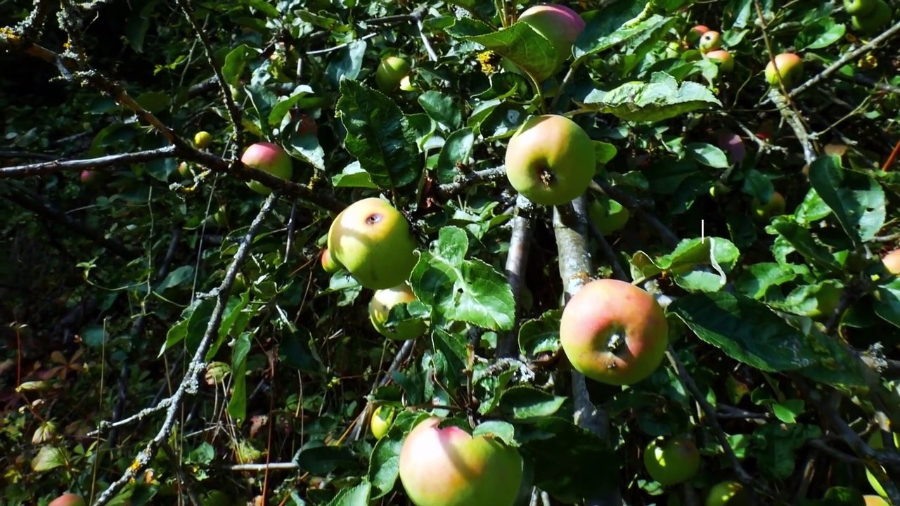 Huertos urbanos y seguridad alimentaria: Cultivando el futuro sostenible de las ciudades