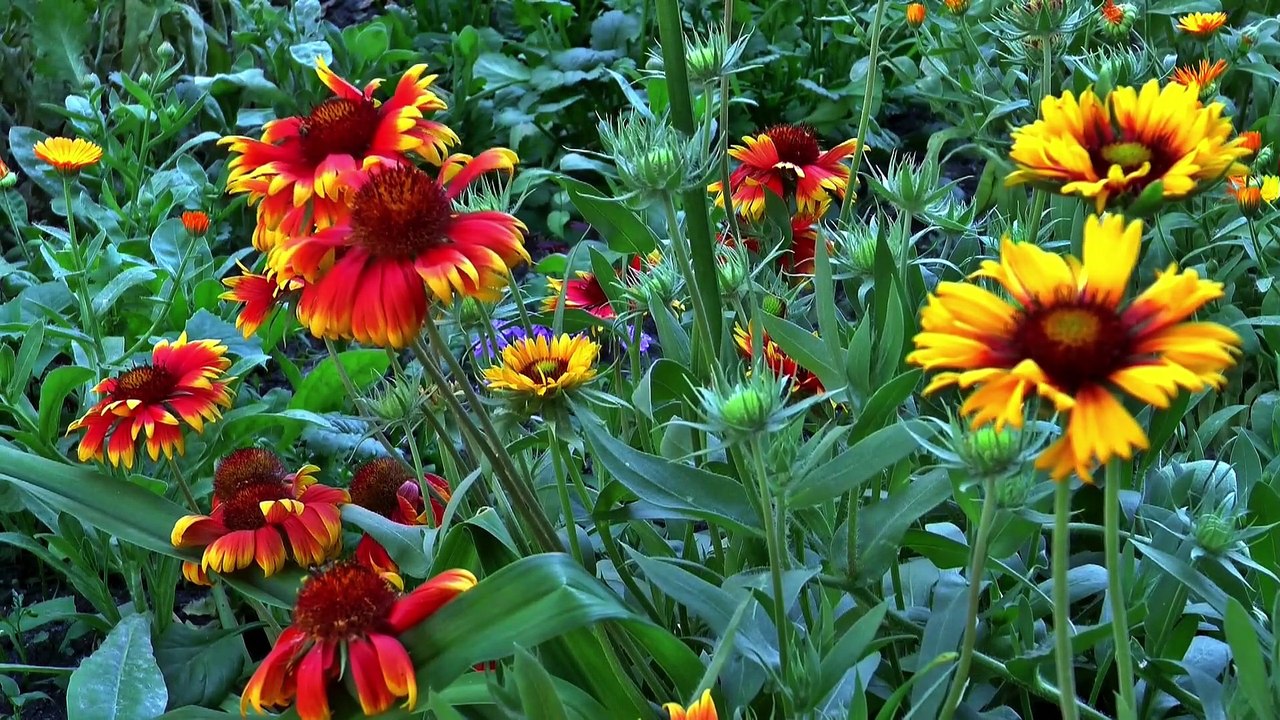 Jardinería regenerativa y salud del suelo: Cultivando un futuro sostenible desde la tierra