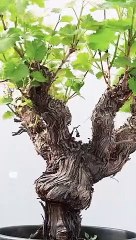 _Tiny Treasures_ Exploring Small-Scale Trees_