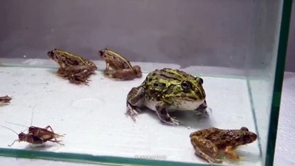 Green Bullfrog and Pond Frog and Foods