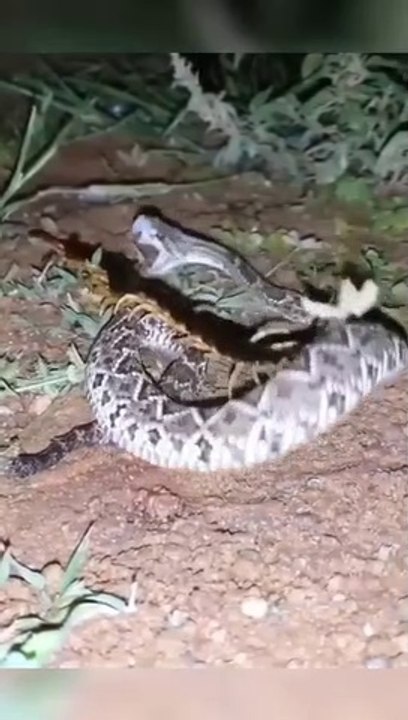 Dangerous Fight Reptiles