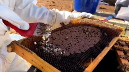 Investigation focuses on illegal bee imports as deadly infestation spreads