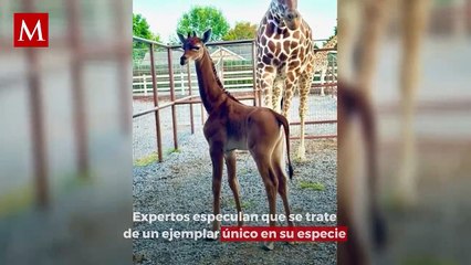 Nace jirafa única en su especie en zoológico de Tennesse