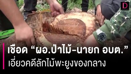 แจ้งเอาผิด "ผอ.-นายก อบต." เอี่ยวคดีลักไม้พะยูงของกลางกาฬสินธุ์ | HOTSHOT เดลินิวส์ 25/08/66