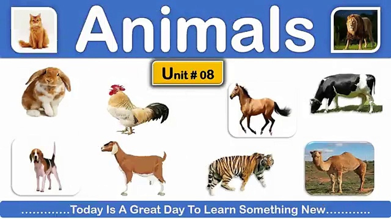 Animals_Name___Learn_Animals_Name_in_English___Animals_Name_Basic_English_Learning__%5BUnit_%23_08%5D(360p)