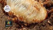 tn7-¿Cómo-combate-las-hormigas-locas-en-el-hogar--240823