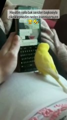 Parrot sending Whatsapp messages funny video