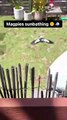 Crow sunbathing viral video
