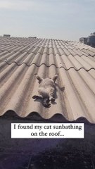 Cat sunbathing on the Top of rooftop