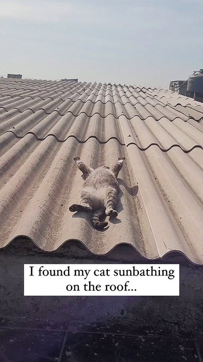 Cat sunbathing on the Top of rooftop