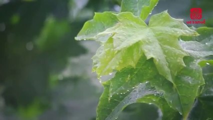 Relaxing Music With Rain Sounds  Peaceful and Soothing