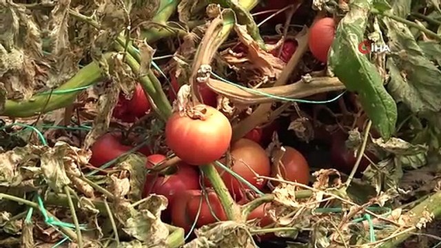 Amasya'da domates hasadını 'tuta' vurdu, tonlarca ürün zarar gördü