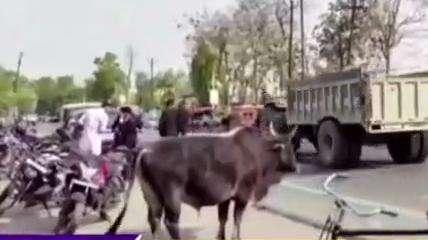 बलरामपुर: गौवंशों को लेकर ये क्या कह गए विधायक जी