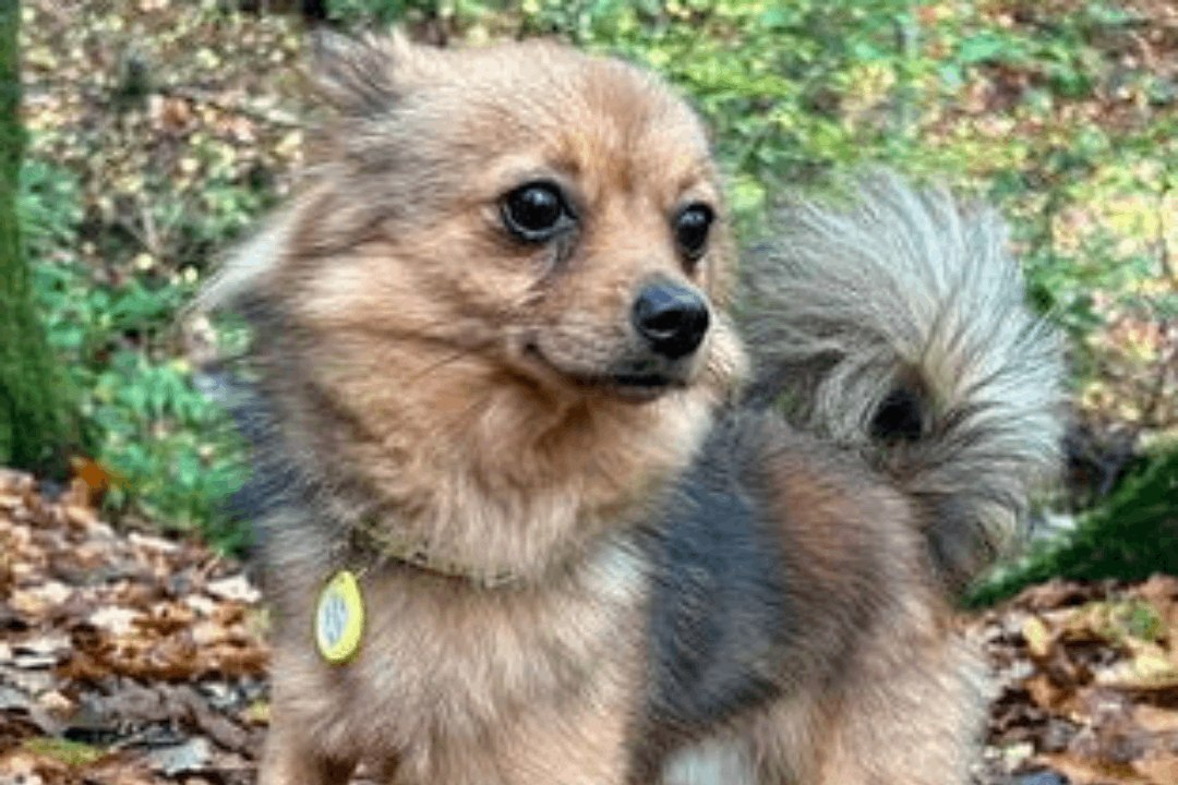 Chihuahua's barks scare off three would-be car thieves
