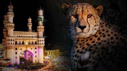 Hyderabad ఎల్బీనగర్ పరిసర ప్రాంతాల్లో సంచరిస్తున్న Cheetah Spotted | Telugu Oneindia