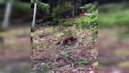 J'ai rencontré un lynx en voie de disparition et j'ai fait sourire la conversation