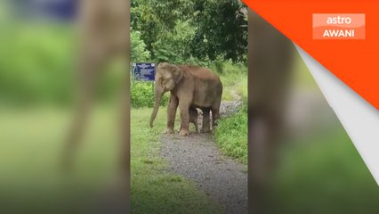 Habitat: Hidup dalam ketakutkan susulan gajah betina berkeliaran