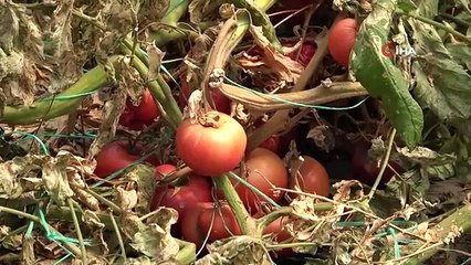 "Tuta" a frappé la récolte de tomates à Amasya, des tonnes de produits ont été endommagées