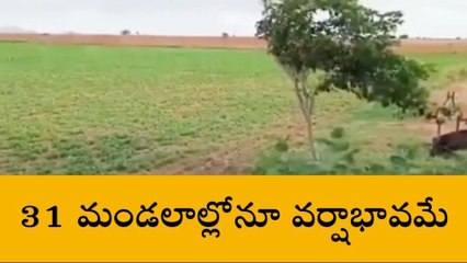 అనంతపురం జిల్లా: తీవ్ర వర్షాభావం.. ఆందోళనలో రైతులు