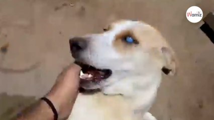 (VIDEO) Perrito ciego viene corriendo en cuanto oye la voz de su mejor amigo