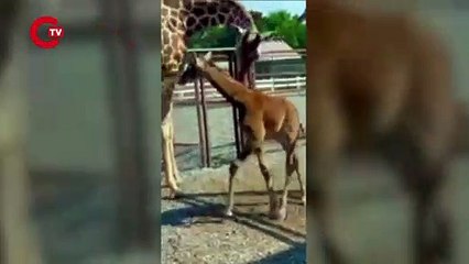 Dünya'da nadir olarak görülen beneksiz bir zürafa doğdu