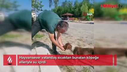 Hayvansever vatandaş sıcaktan bunalan köpeğe elleriyle su içirdi