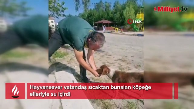 Hayvansever vatandaş sıcaktan bunalan köpeğe elleriyle su içirdi