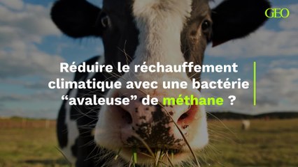 Quelle est cette bactérie "avaleuse" de méthane qui pourrait réduire le réchauffement climatique ?
