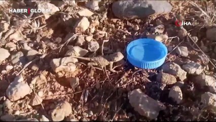 Sıcaktan bunalan yavru bozkır kelerine su verdiği anları kaydetti